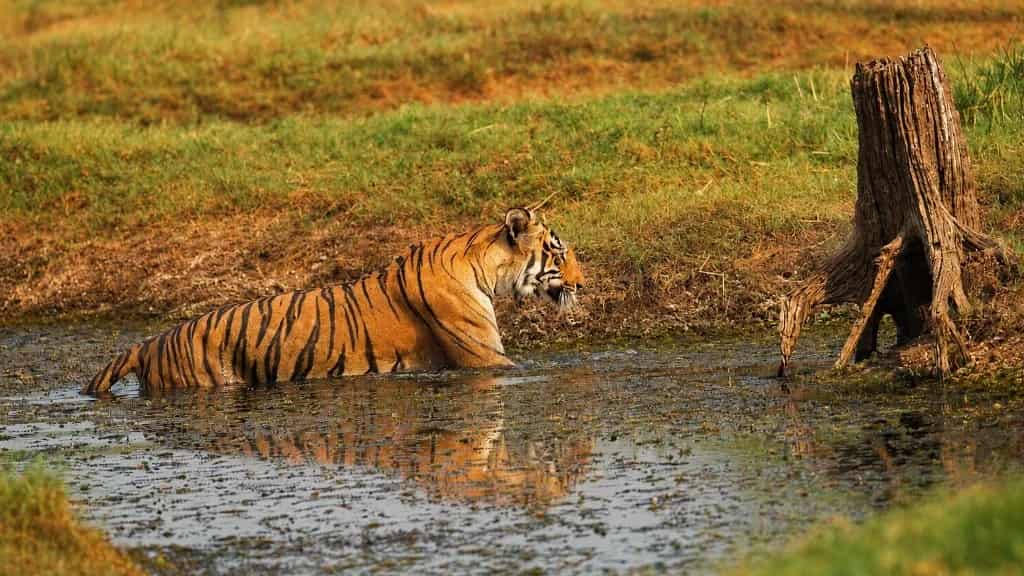 115 Tigers. And Why The Number That Matters Most Is Not That One.