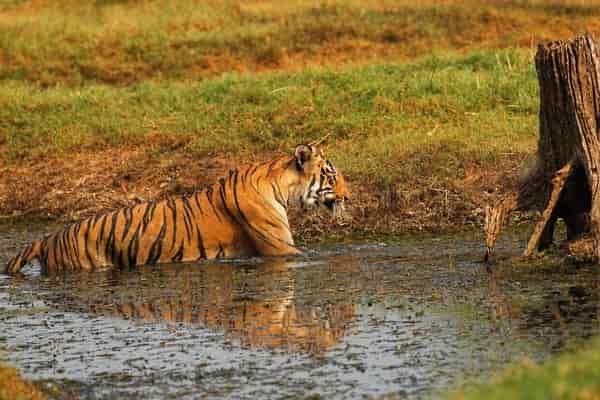 A Bengal tiger wading through a waterhole in plain sight next to a tree stump in Tadoba Andhari Tiger Reserve
