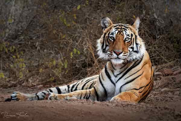 Tadoba vs Ranthambore — Choosing your first Indian tiger safari