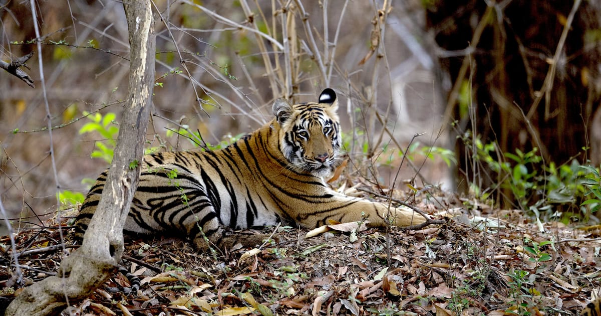 Majestic nature in Tadoba National Park - experience it at Limban Resort